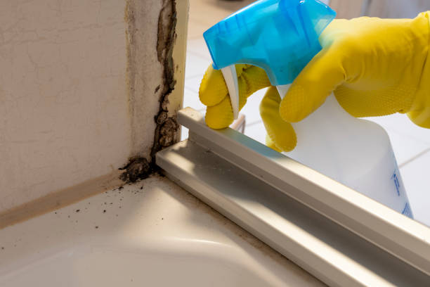 Best Residential Mold Removal  in Inkster, MI