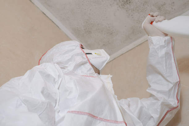 Mold Testing and Removal in Inkster, MI