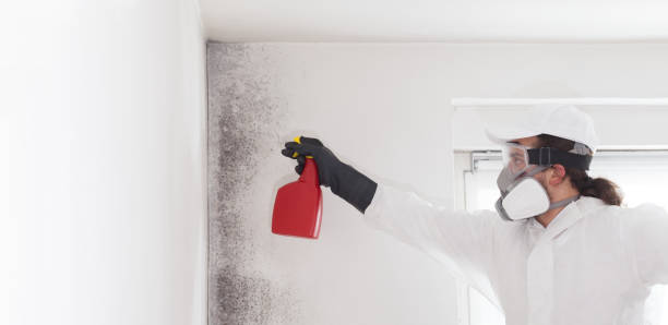 Best Office Mold Removal Services  in Inkster, MI