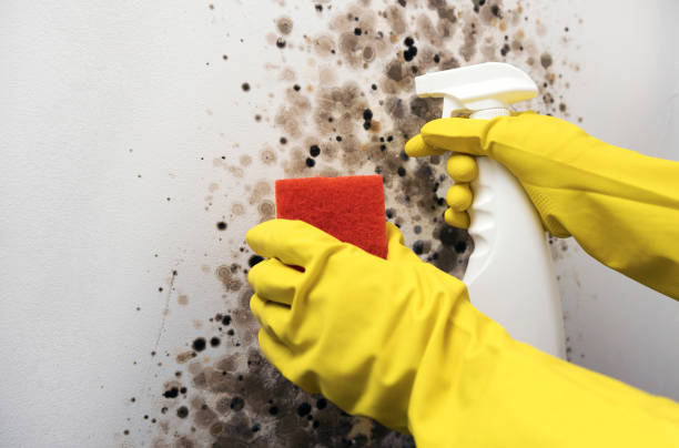 Best Commercial Mold Removal  in Inkster, MI