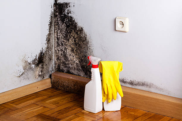 Best Certified Mold Removal  in Inkster, MI