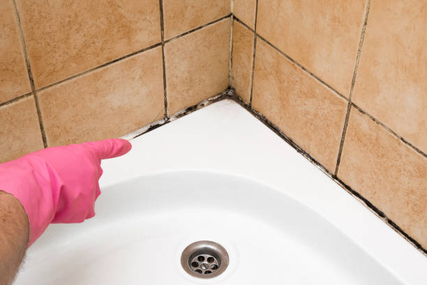 Best Affordable Mold Removal  in Inkster, MI